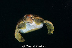 Green turtle in the dark. by Miguel Cortes 